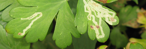 Mineuse de l'ancolie: Phytomyza aquilegivora